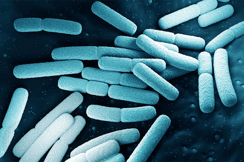 Enterobacteriaceae spp enterococcus spp. Escherichia SPP экология. Coli aerogenes. INL A Listeria.