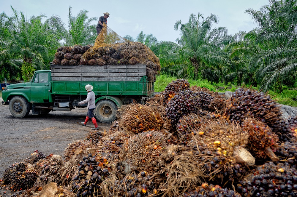 Green Power: Enhancing Thailand’s Palm Oil Sustainability