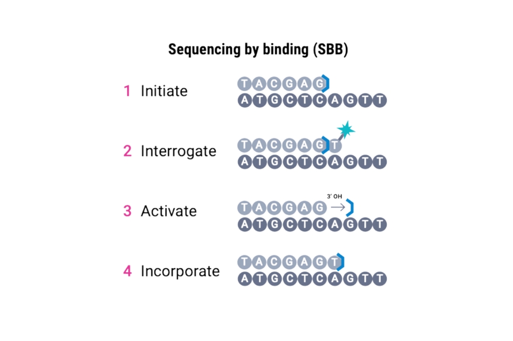 Short Read Sequencing