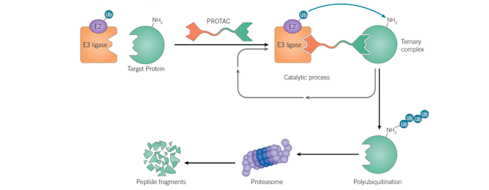 How Protacs Can Help Eradicate Cancer With Our Body's Own Recycling System